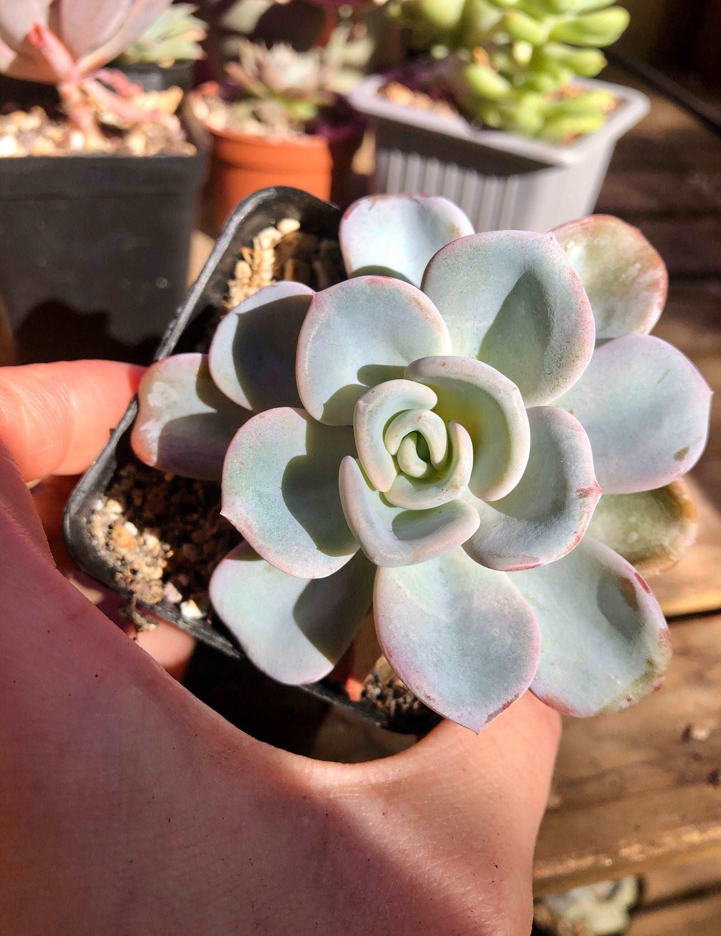 Pachyveria Orpet - Image 3