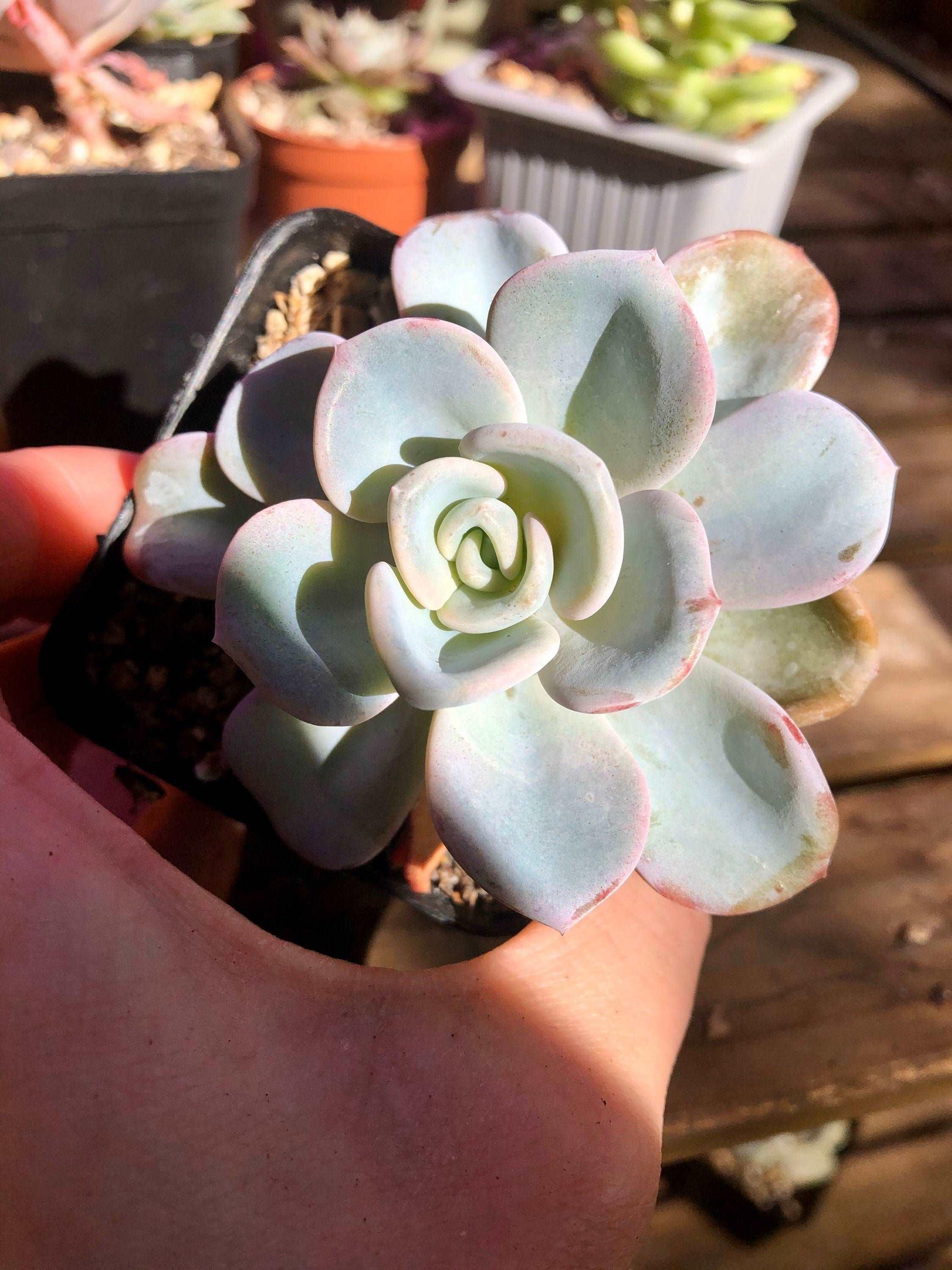 Pachyveria Orpet - Image 4