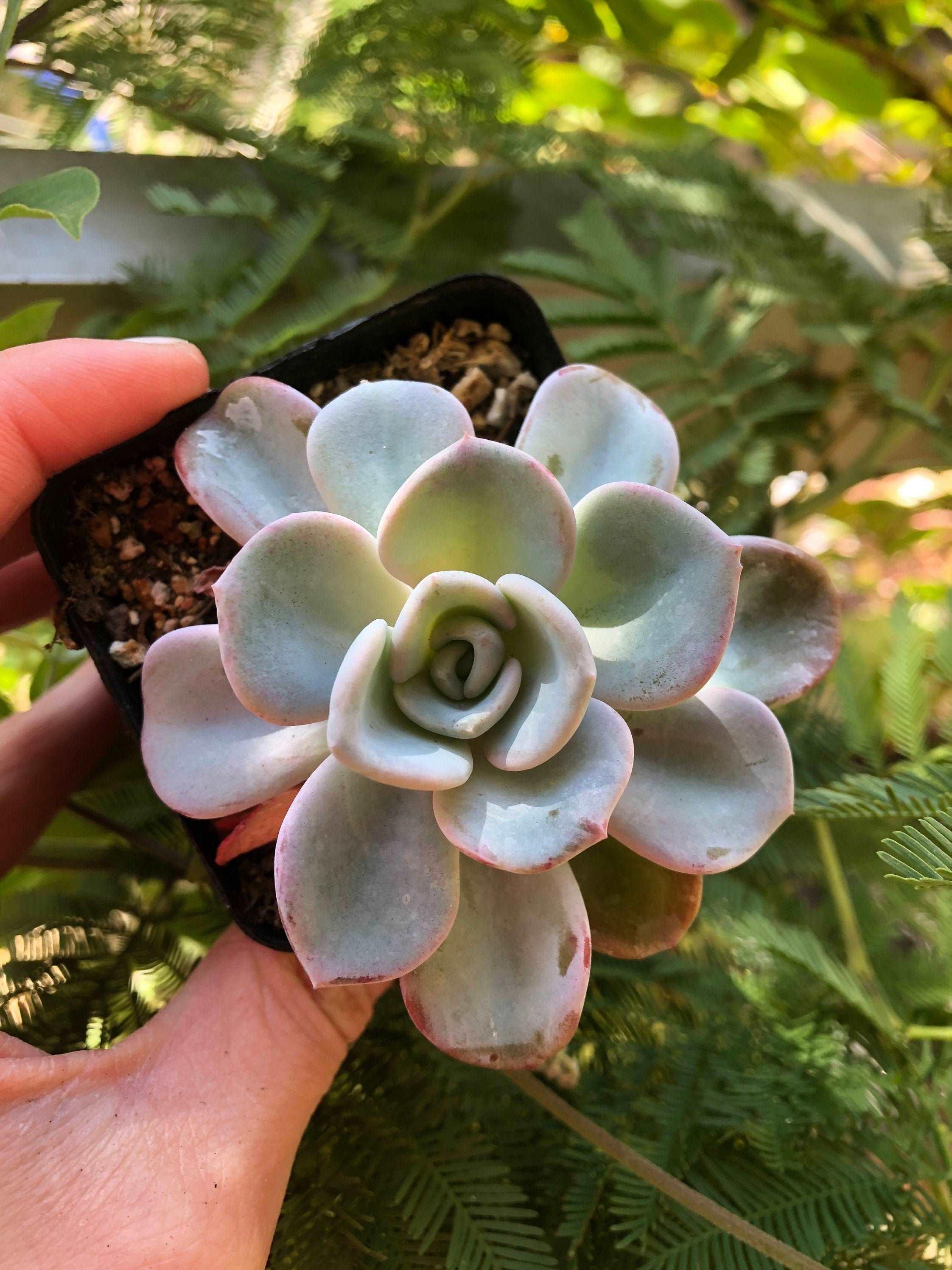 Pachyveria Orpet - Image 5