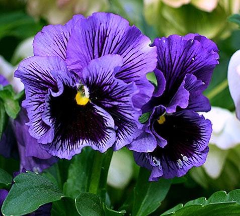 Pansy "Frizzle Sizzle Blue" - Image 3