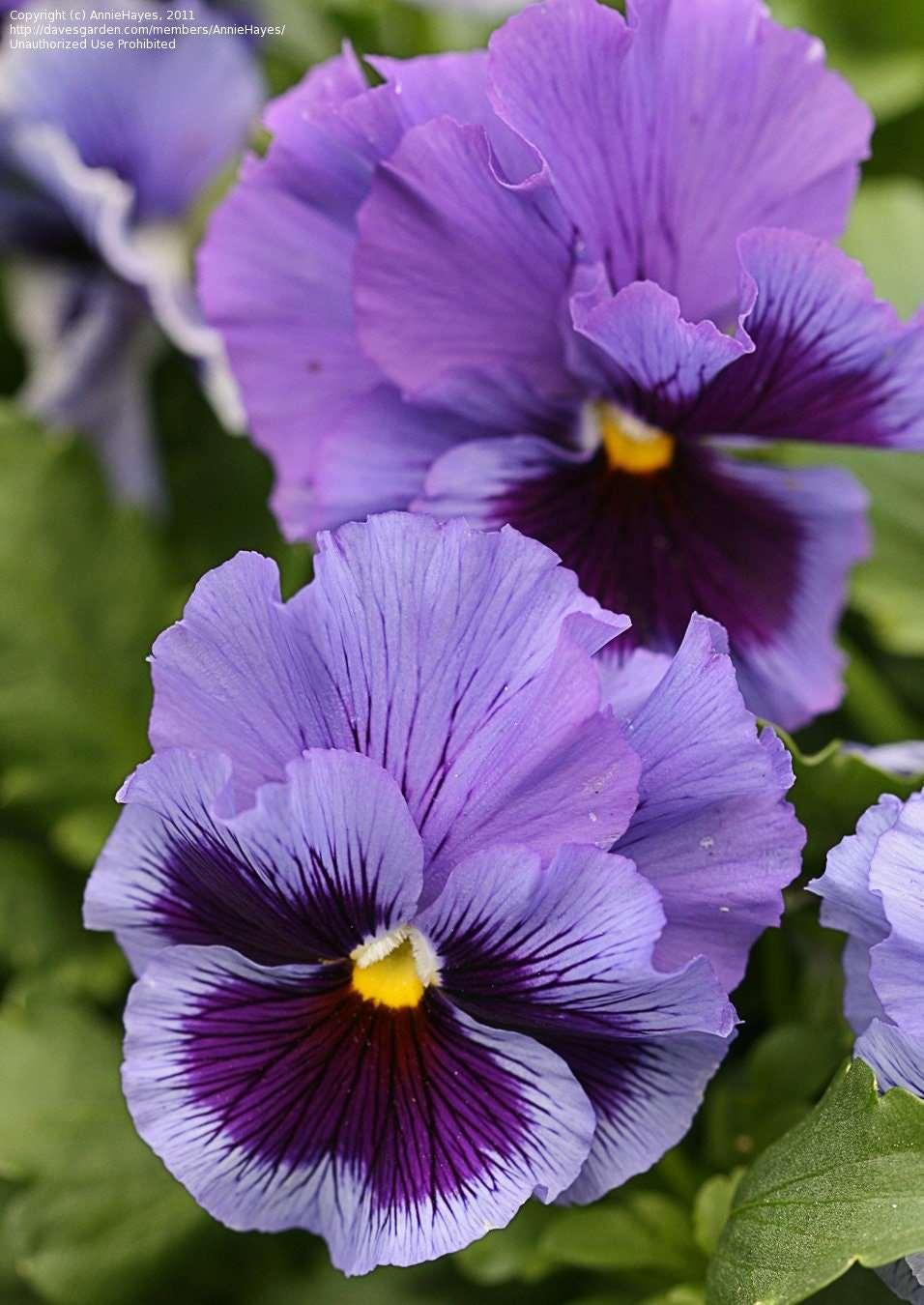 Pansy "Frizzle Sizzle Blue" - Image 4