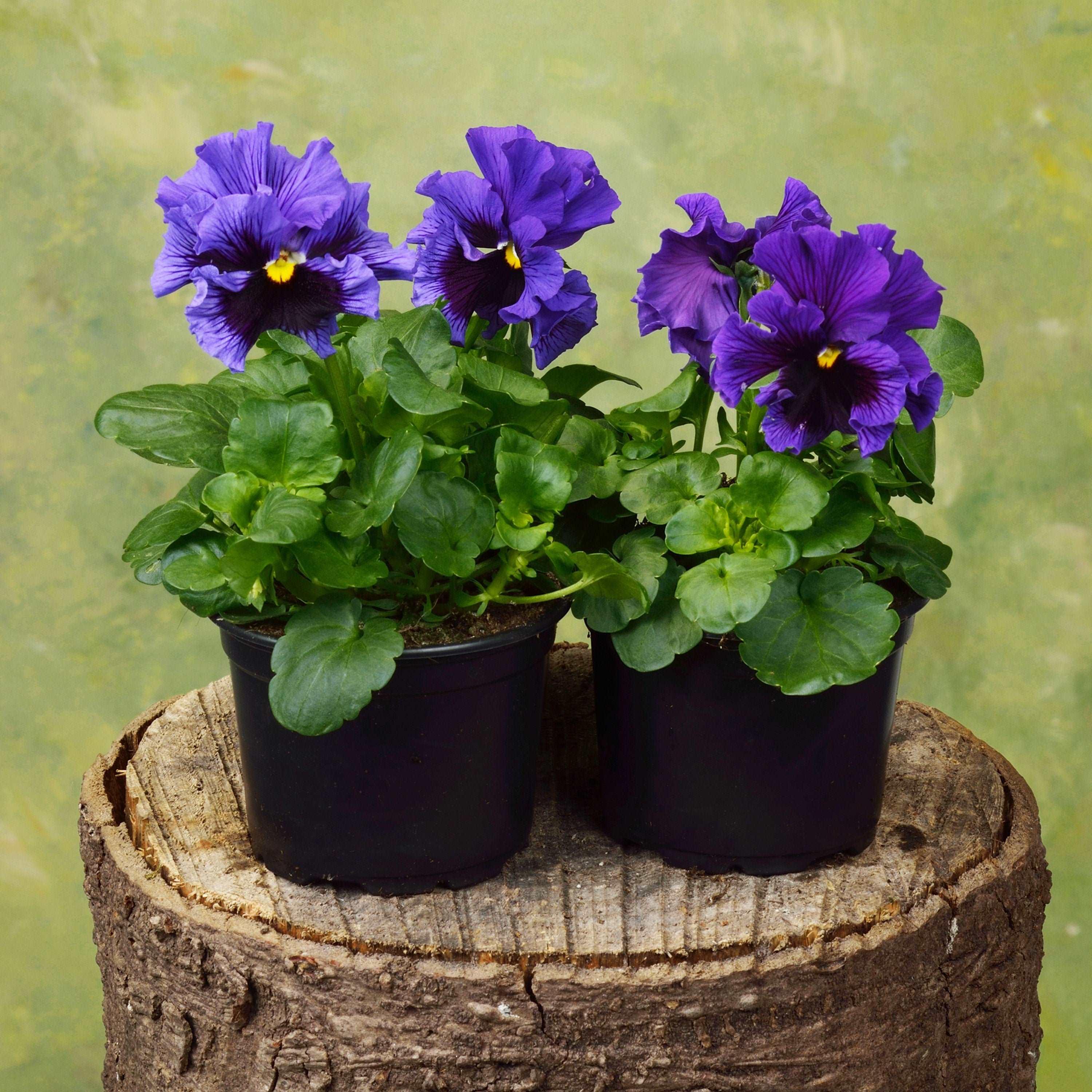 Pansy "Frizzle Sizzle Blue" - Image 5