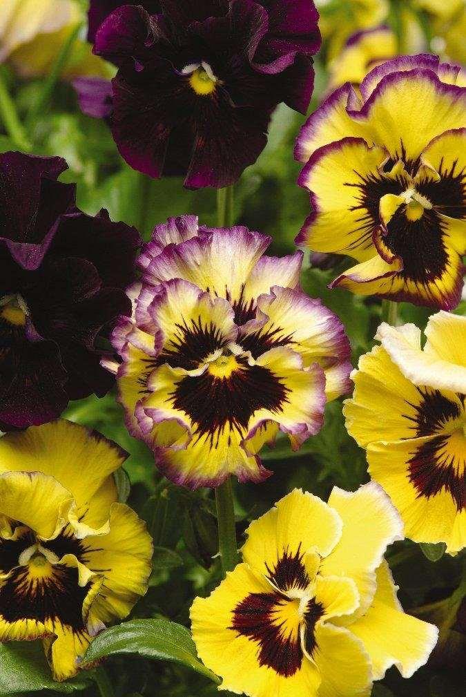Pansy "Frizzle Sizzle Lemonberry" - Image 3