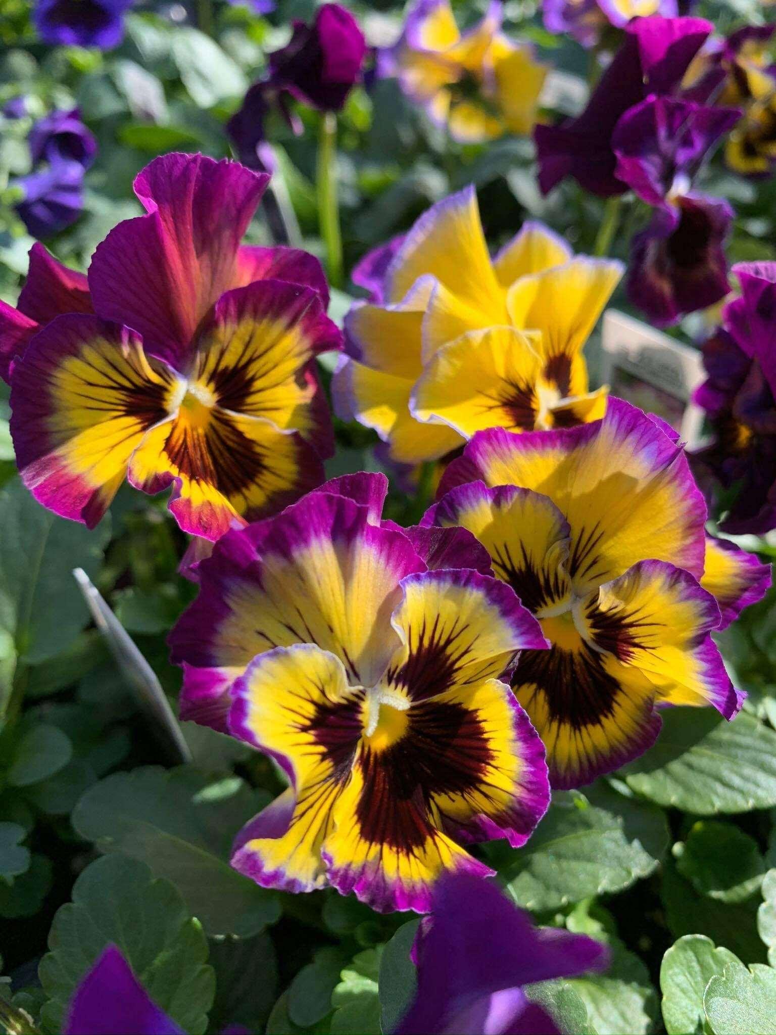 Pansy "Frizzle Sizzle Lemonberry" - Image 4