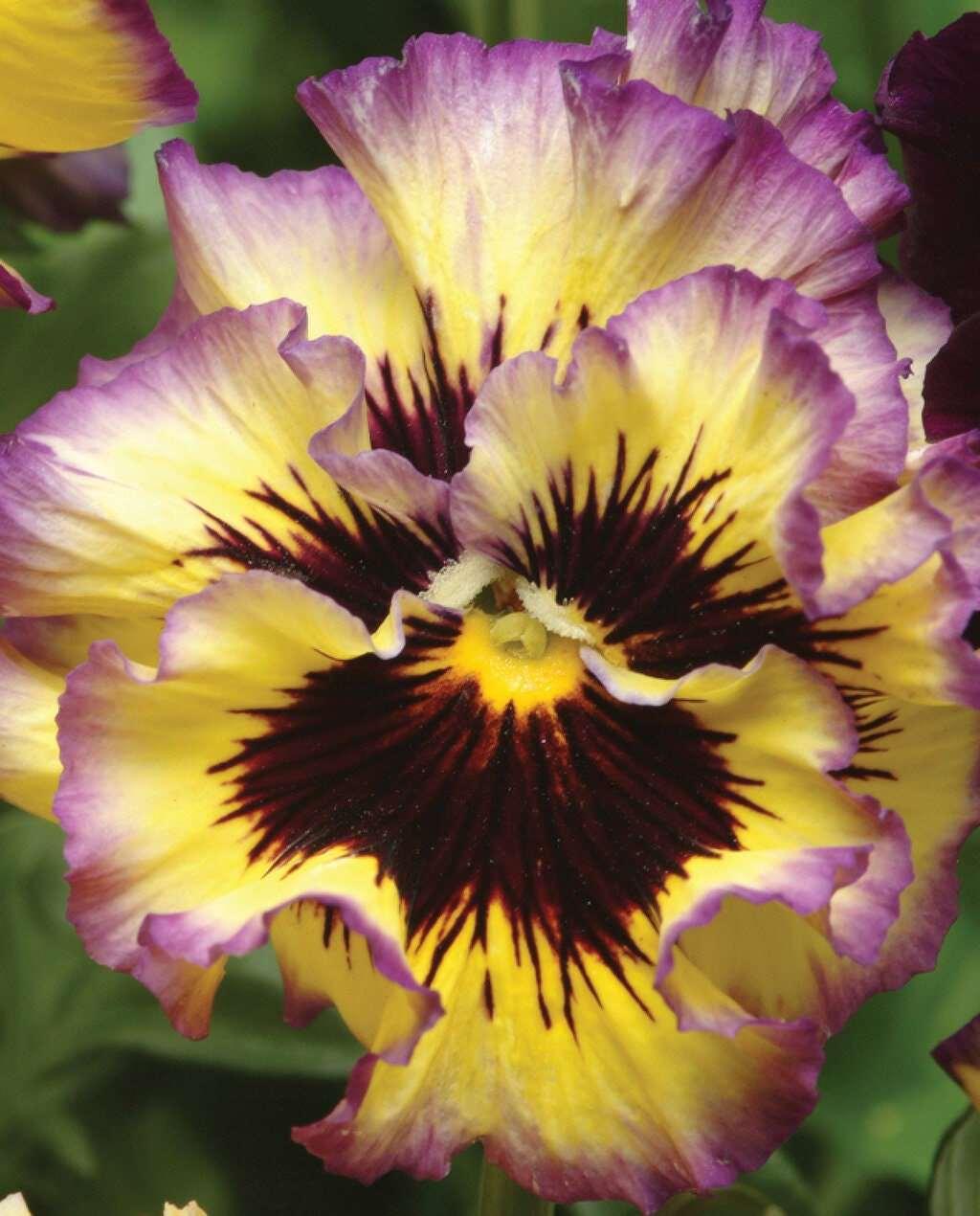 Pansy "Frizzle Sizzle Lemonberry" - Image 5