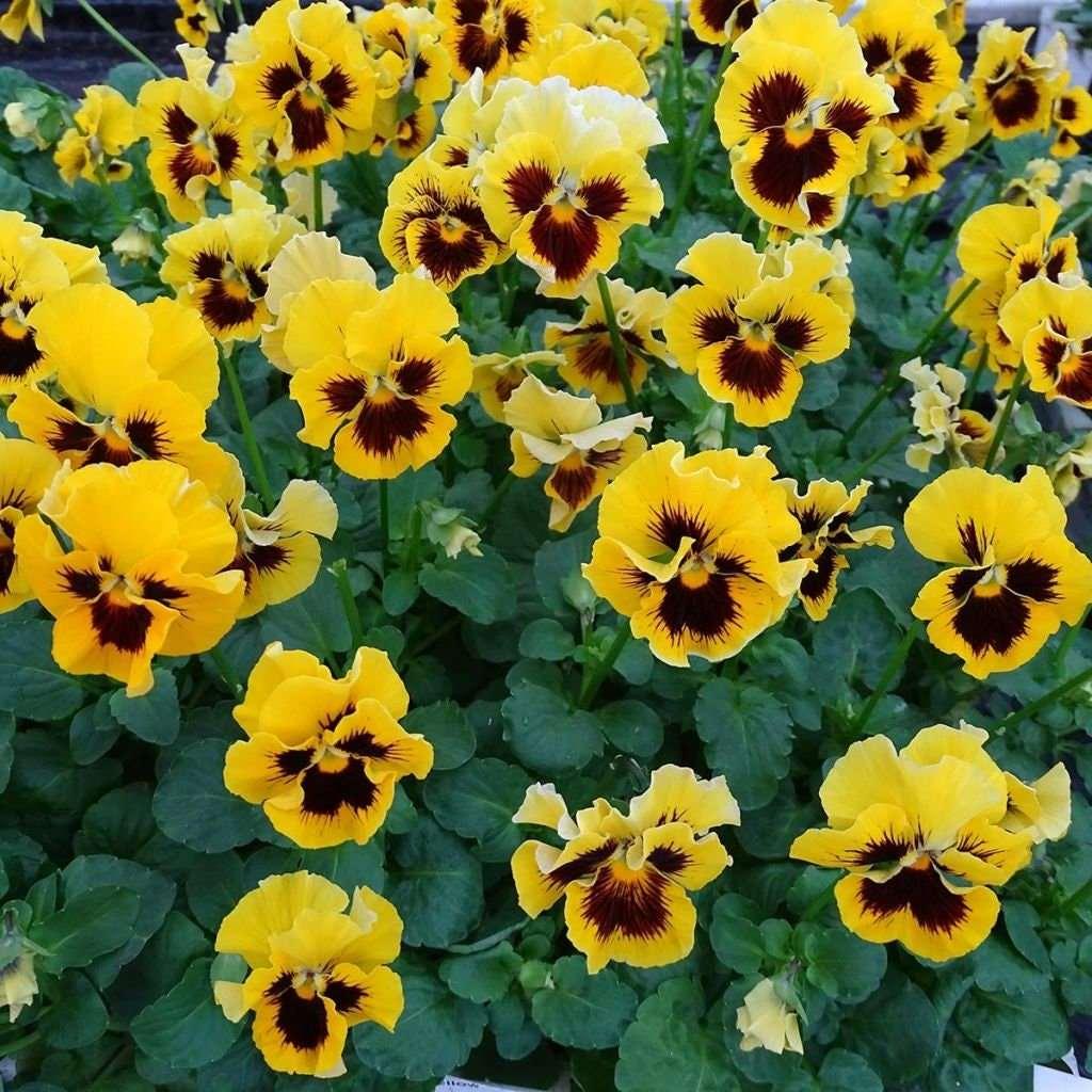 Pansy "Frizzle Sizzle Yellow" - Image 3