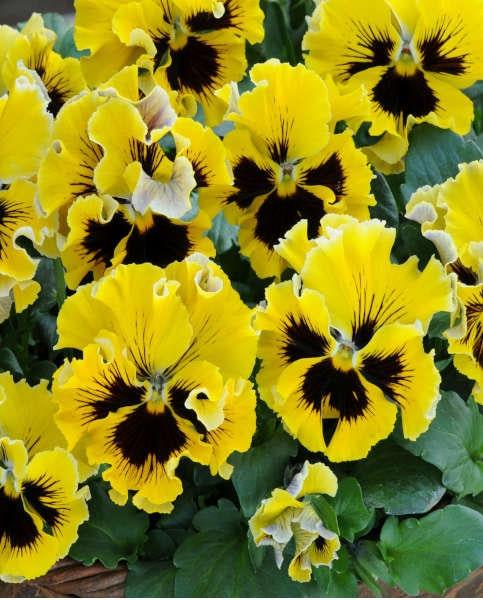 Pansy "Frizzle Sizzle Yellow" - Image 4