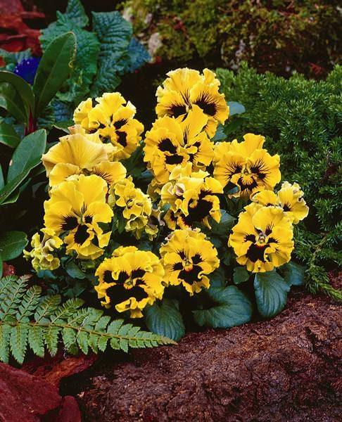 Pansy "Frizzle Sizzle Yellow" - Image 5