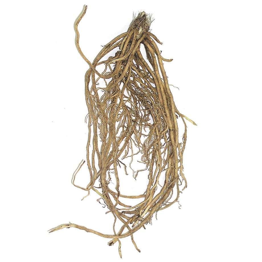 Phlox paniculata "Lilac Time" roots/bulb - Image 3