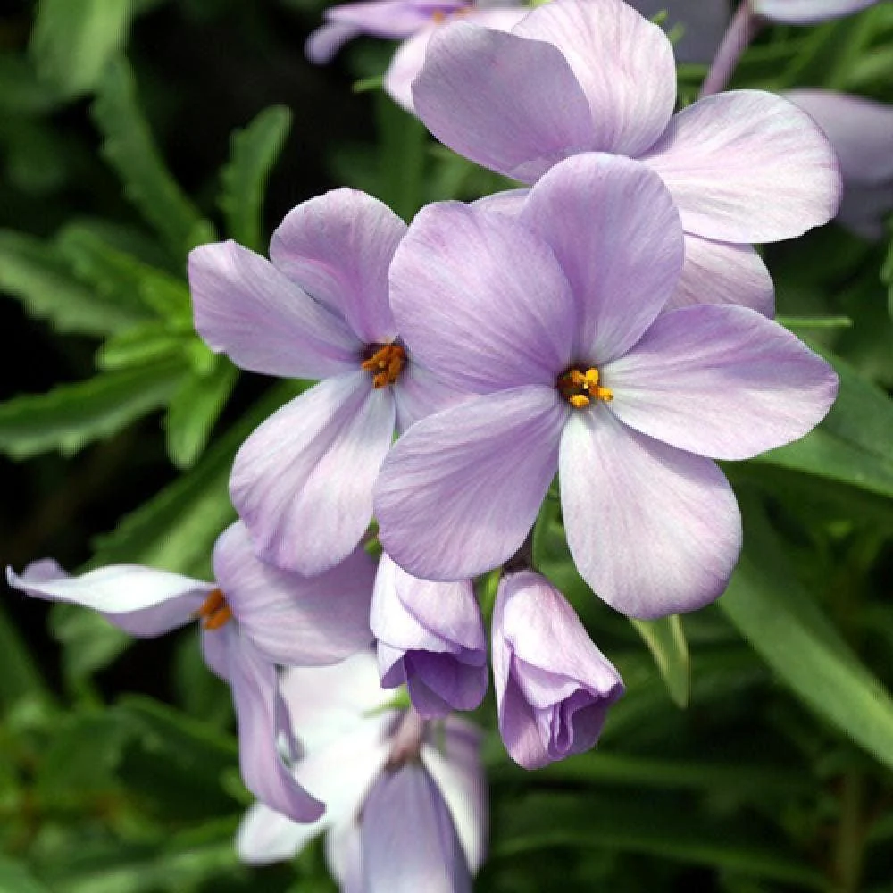 Phlox paniculata "Lilac Time" roots/bulb - Image 4