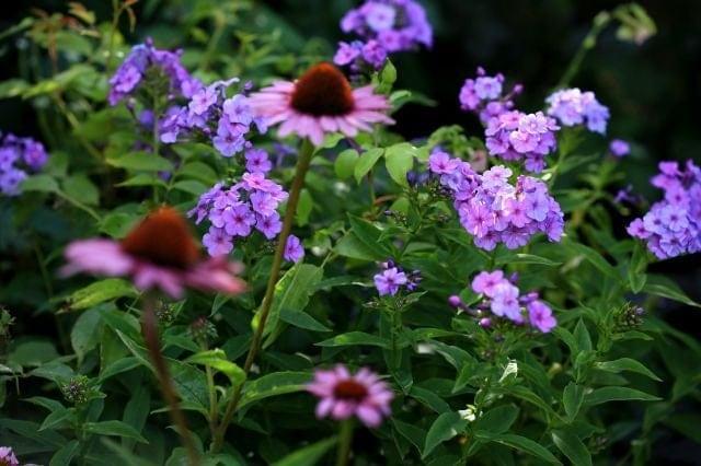 Phlox paniculata "Lilac Time" roots/bulb - Image 5