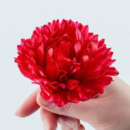 Anemone Fullstar Red