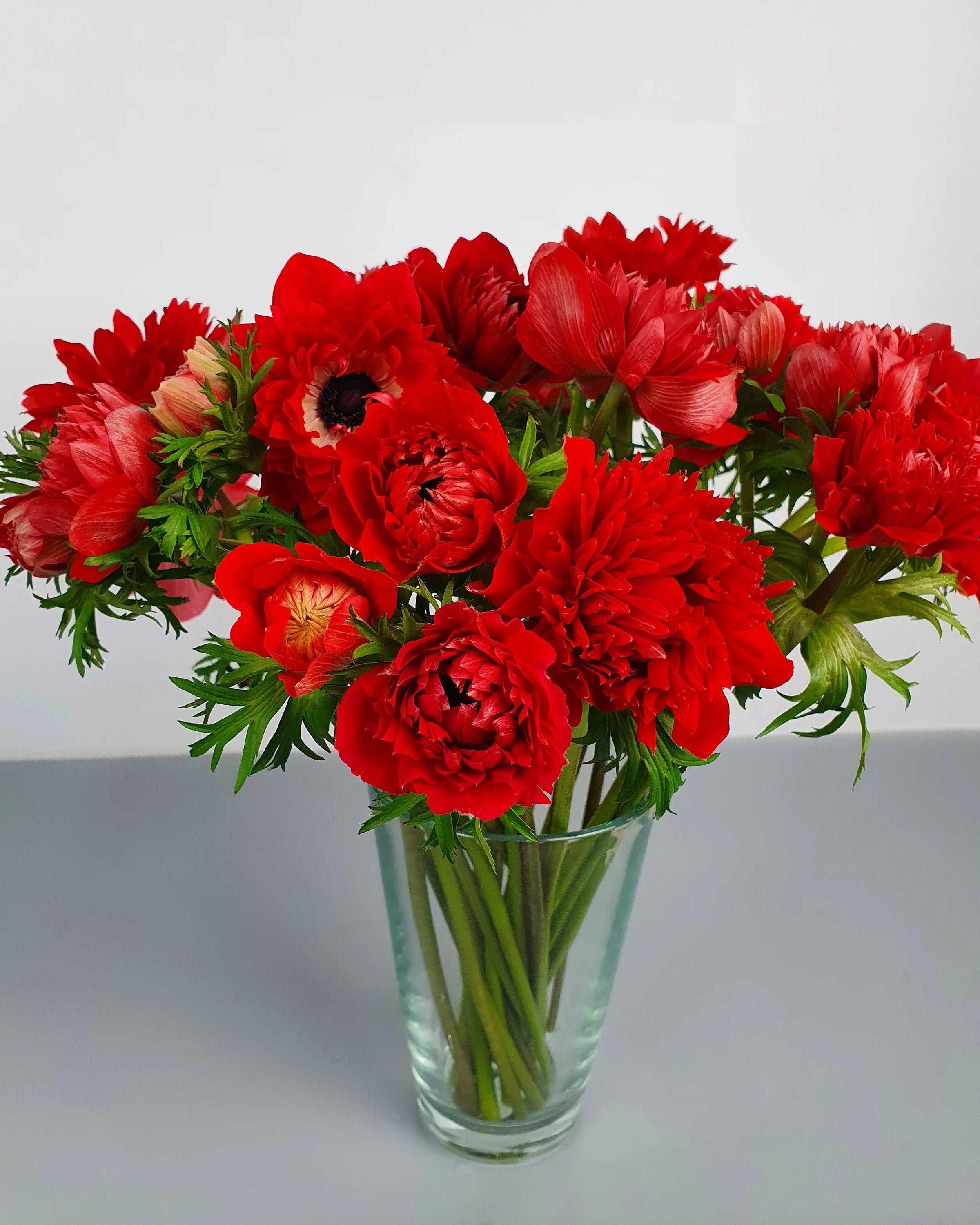 Anemone Fullstar Red - Image 2