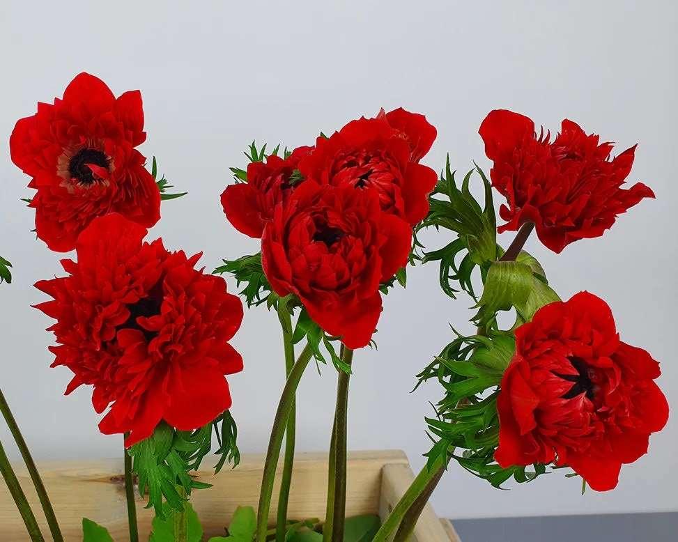 Anemone Fullstar Red - Image 3