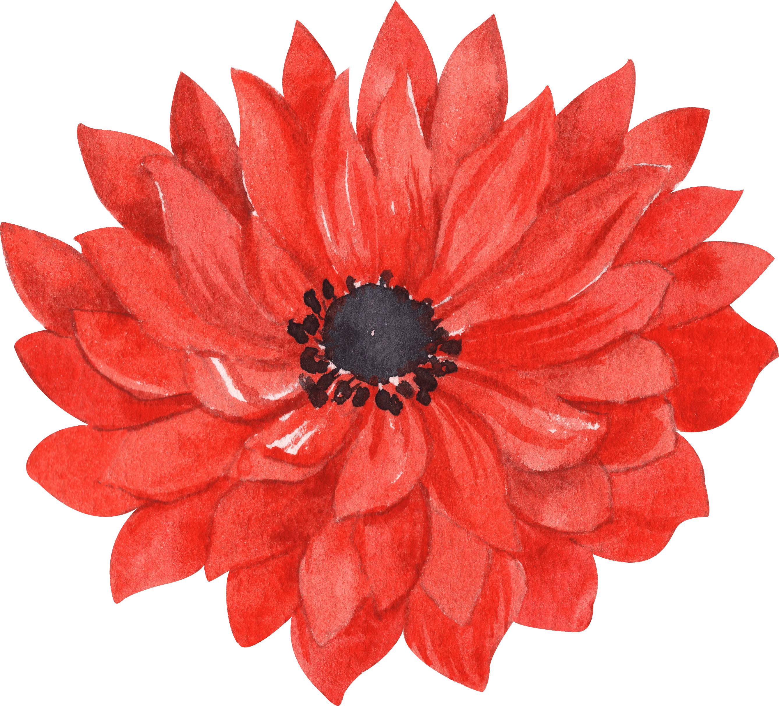 Anemone Fullstar Red - Image 6