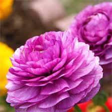 Ranunculus Purple - Image 5