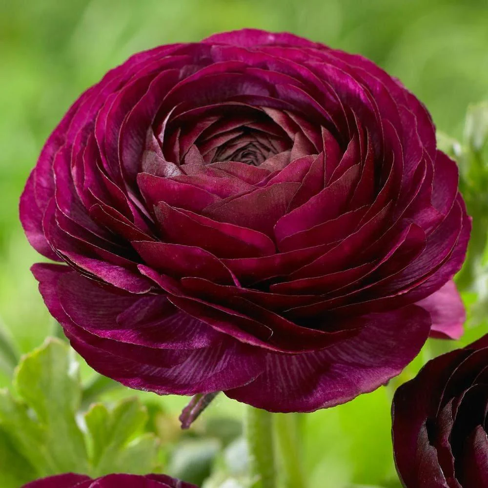 Ranunculus Purple - Image 7