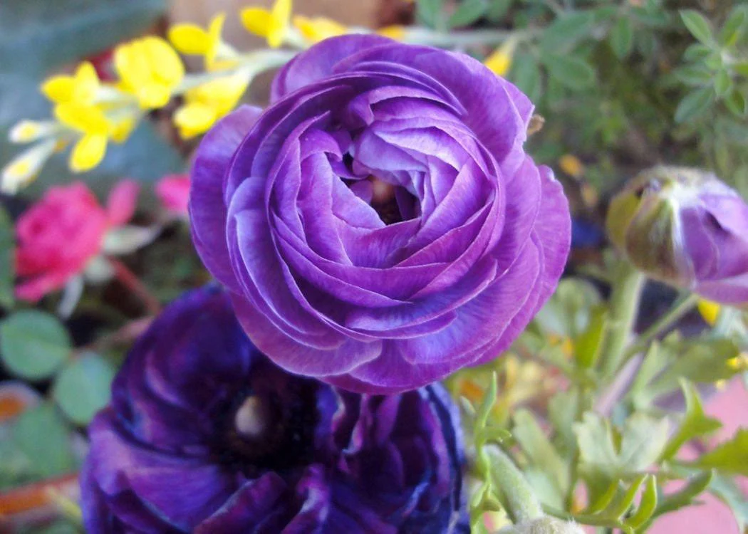 Ranunculus Purple - Image 8