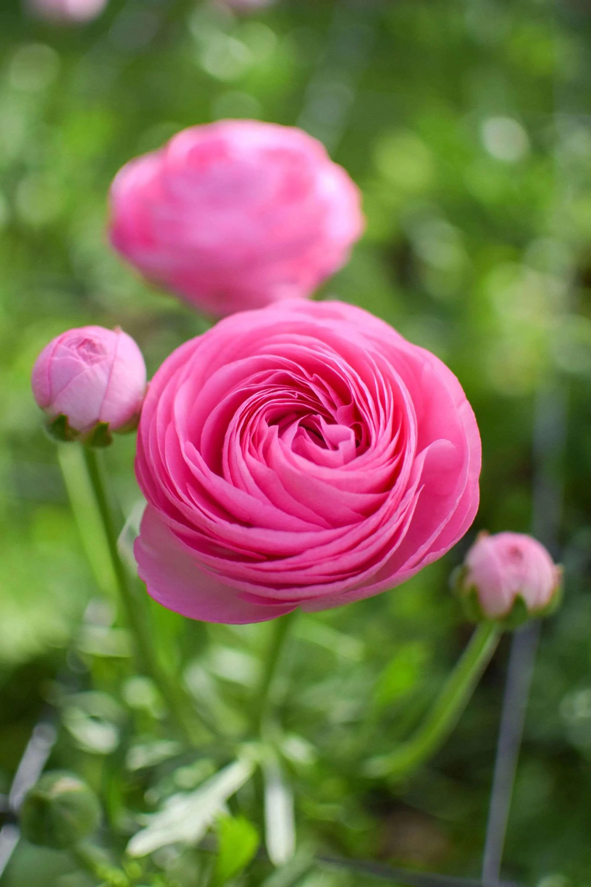 Ranunculus Amandine "Barby" - Image 2