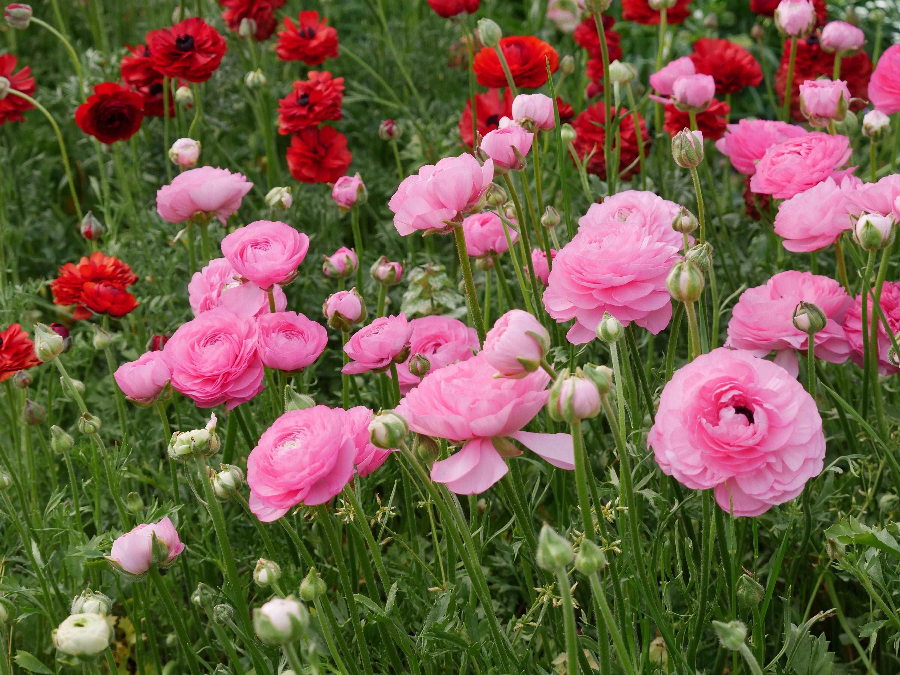 Ranunculus Amandine "Barby" - Image 3