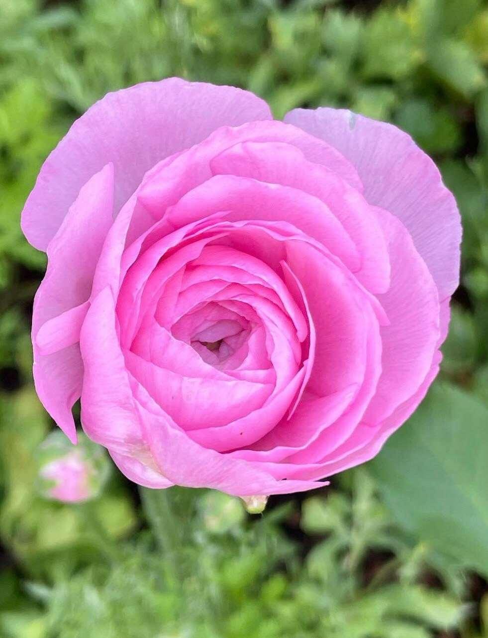 Ranunculus Amandine "Barby" - Image 5