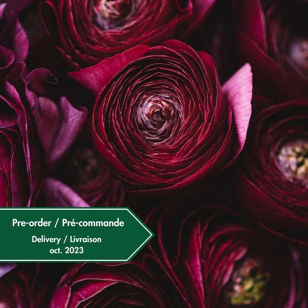 Ranunculus Amandine "Black"