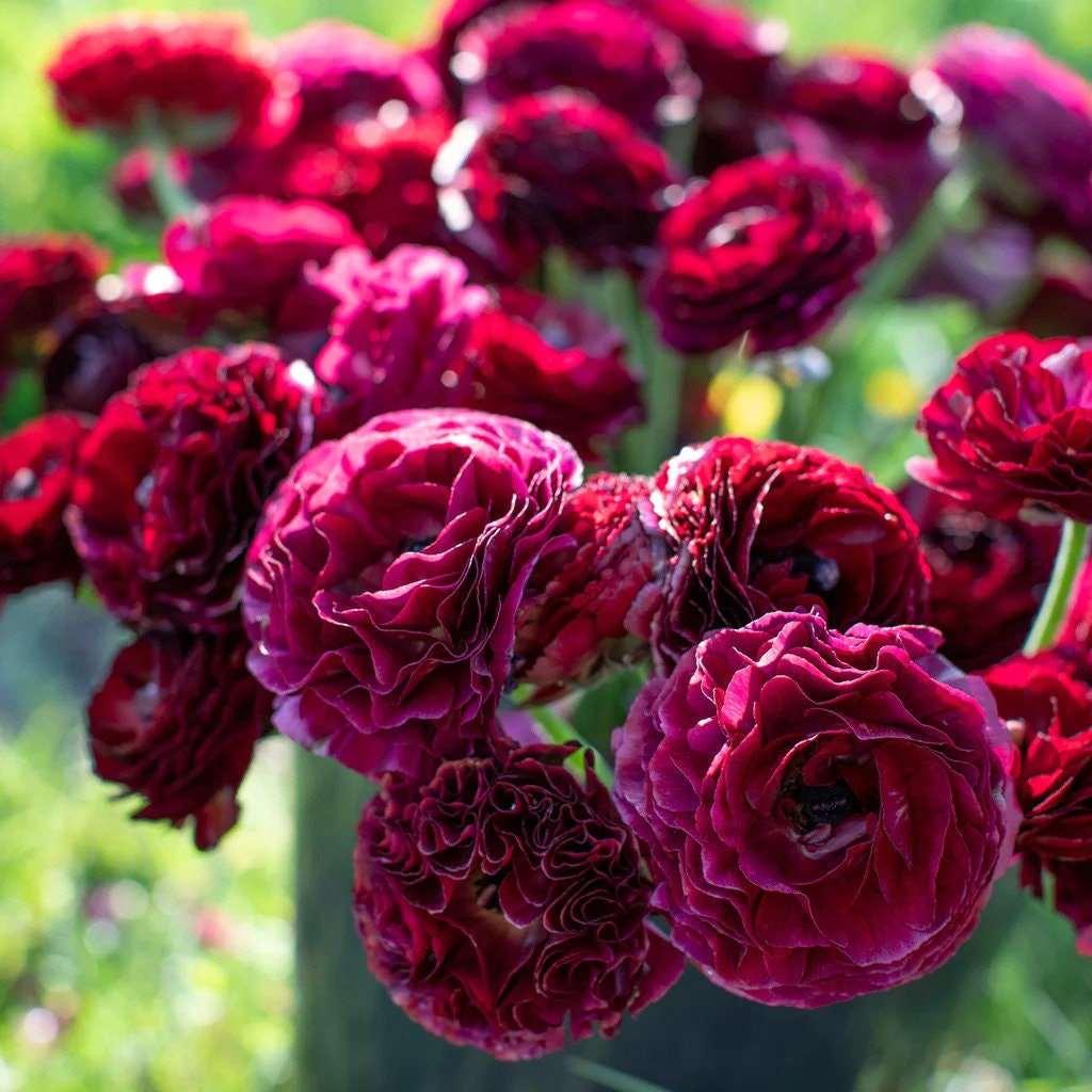 Ranunculus Amandine "Black" - Image 2