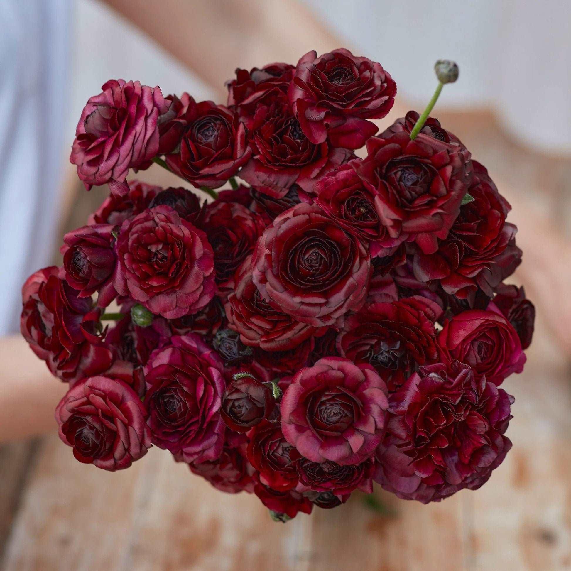 Ranunculus Amandine "Black" - Image 3