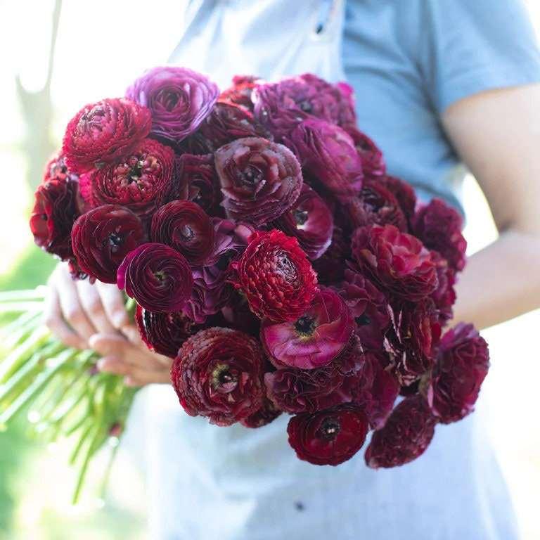 Ranunculus Amandine "Black" - Image 5