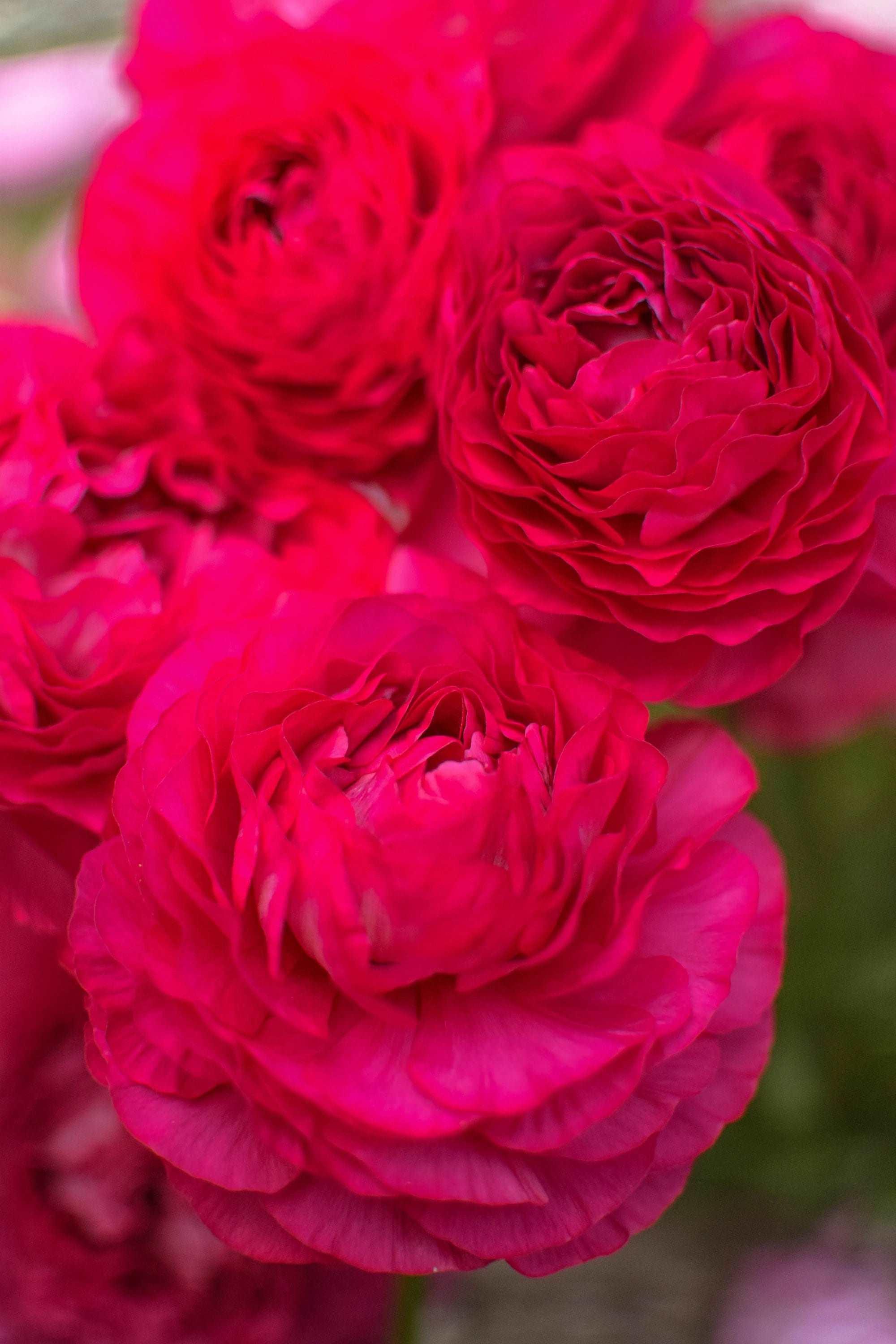Ranunculus Amandine "Bonbon" - Image 3