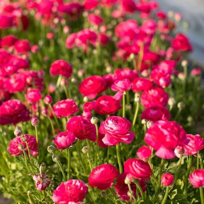 Ranunculus Amandine "Bonbon" - Image 4