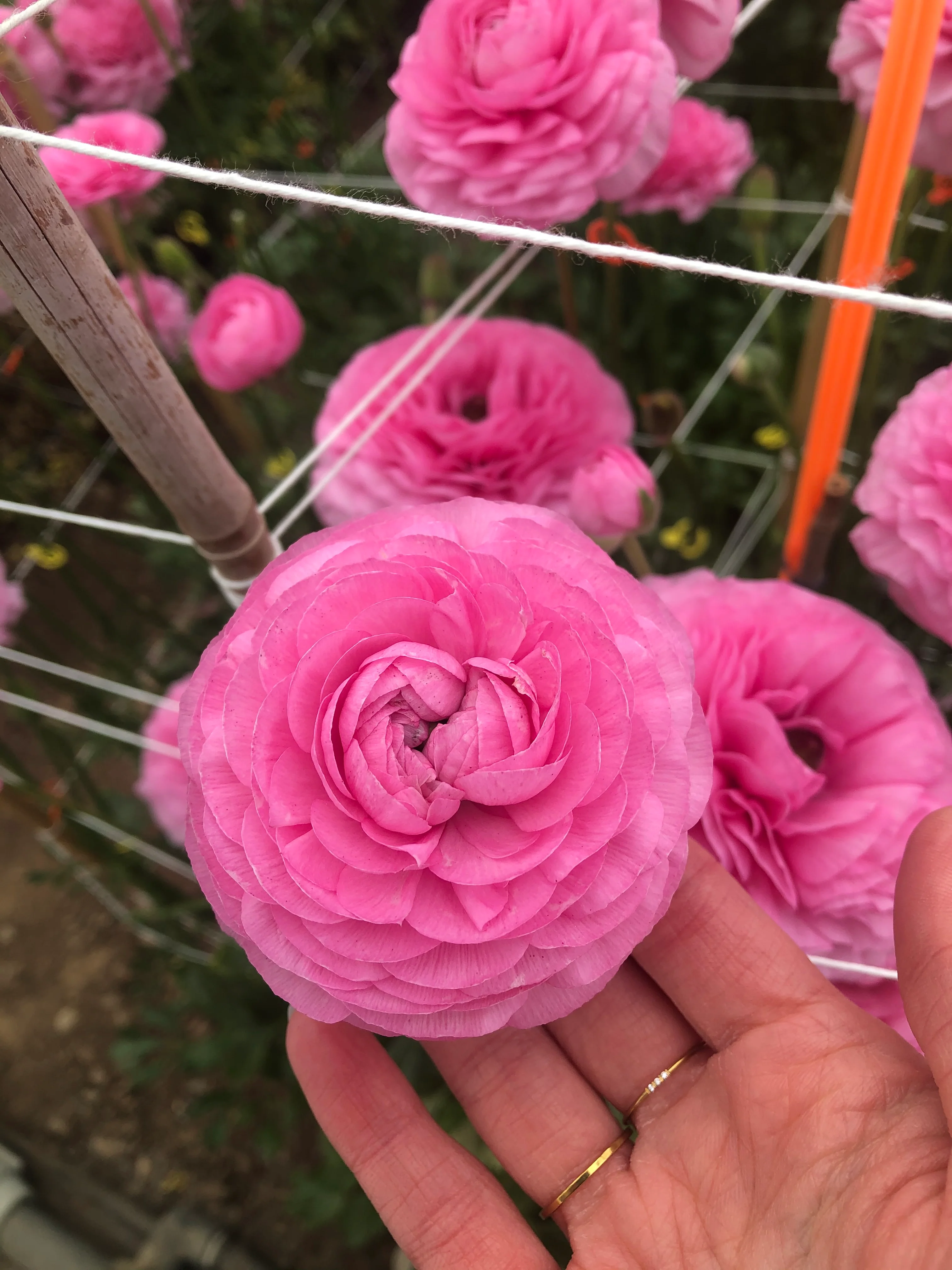 Ranunculus Amandine "Bonbon" - Image 5