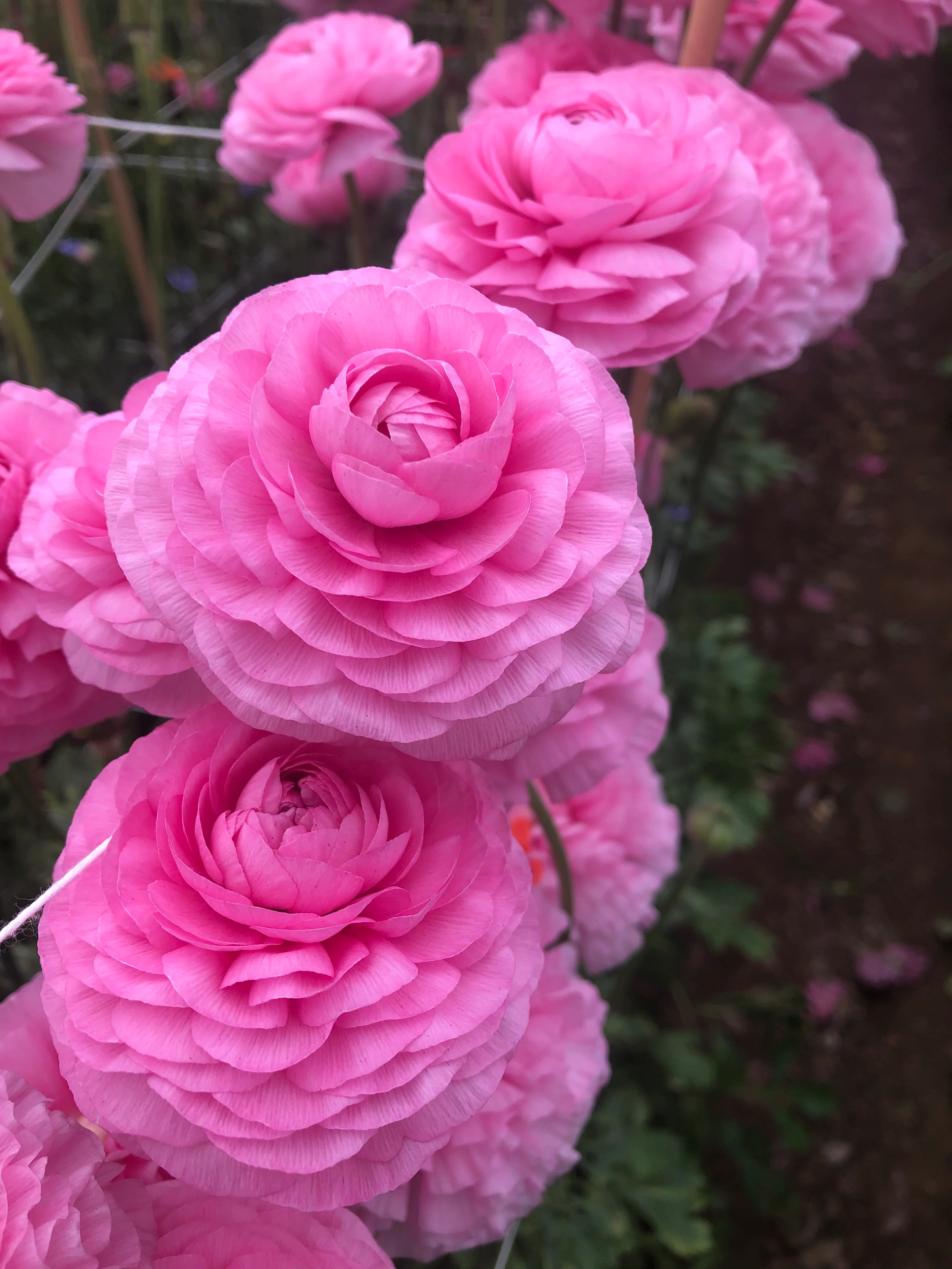 Ranunculus Amandine "Bonbon" - Image 6