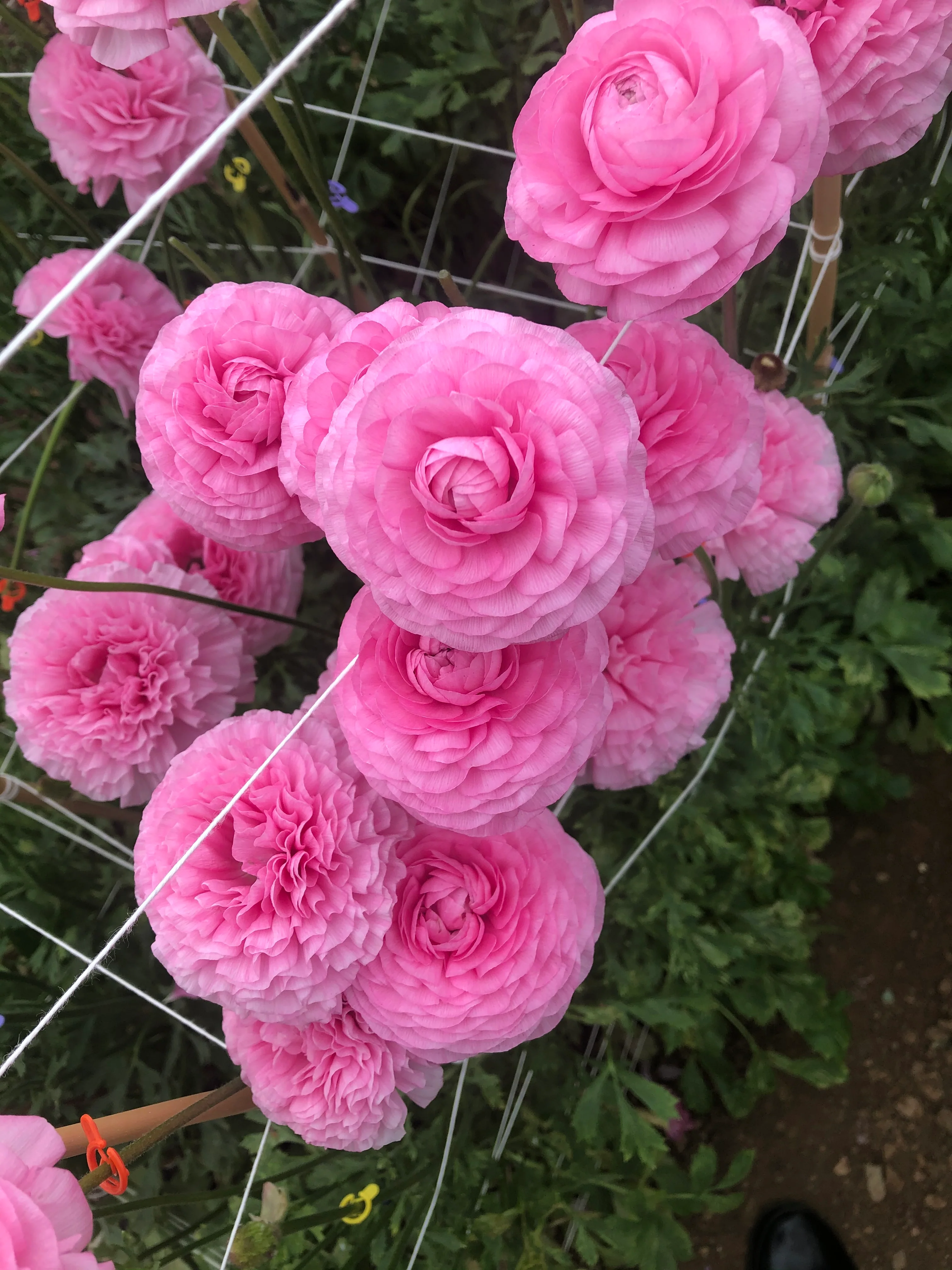 Ranunculus Amandine "Bonbon" - Image 7
