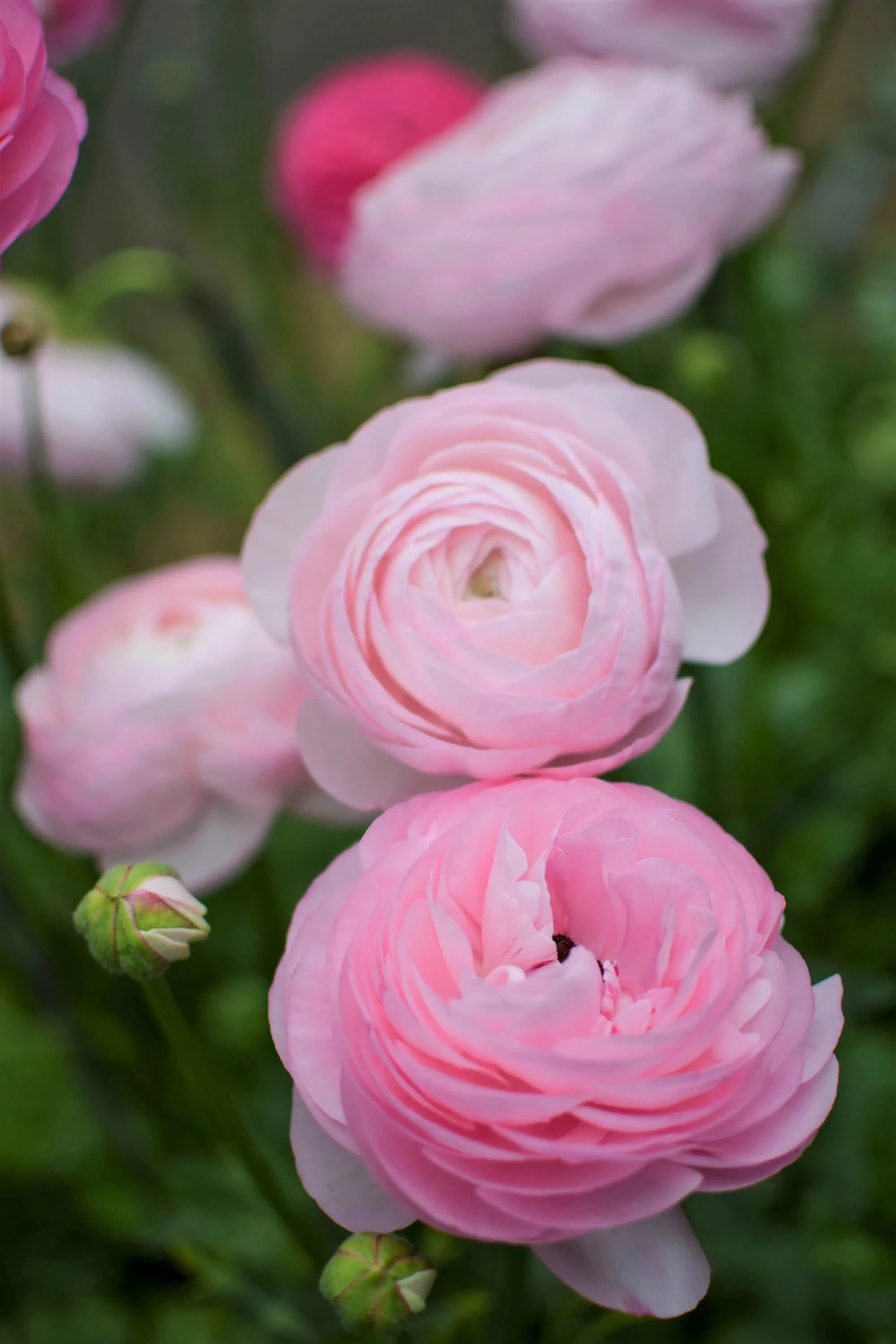 Ranunculus Amandine "Marshmallow" - Image 3
