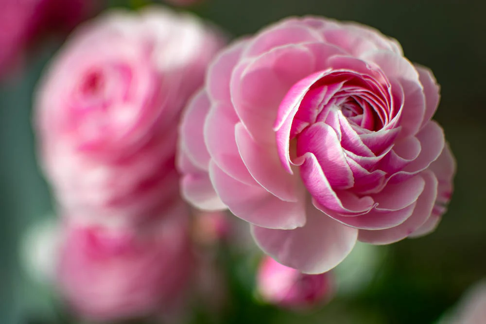 Ranunculus Amandine "Porceline" - Image 3