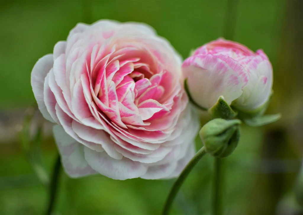 Ranunculus Amandine "Porceline" - Image 4