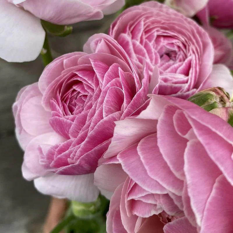 Ranunculus Amandine "Porceline" - Image 5