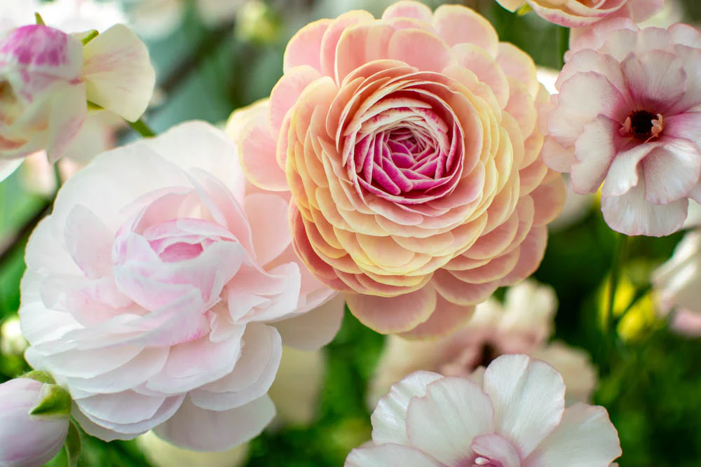 Ranunculus Amandine "Porceline" - Image 6