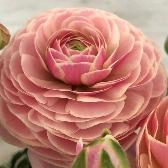 Ranunculus Amandine "Porceline" - Image 7