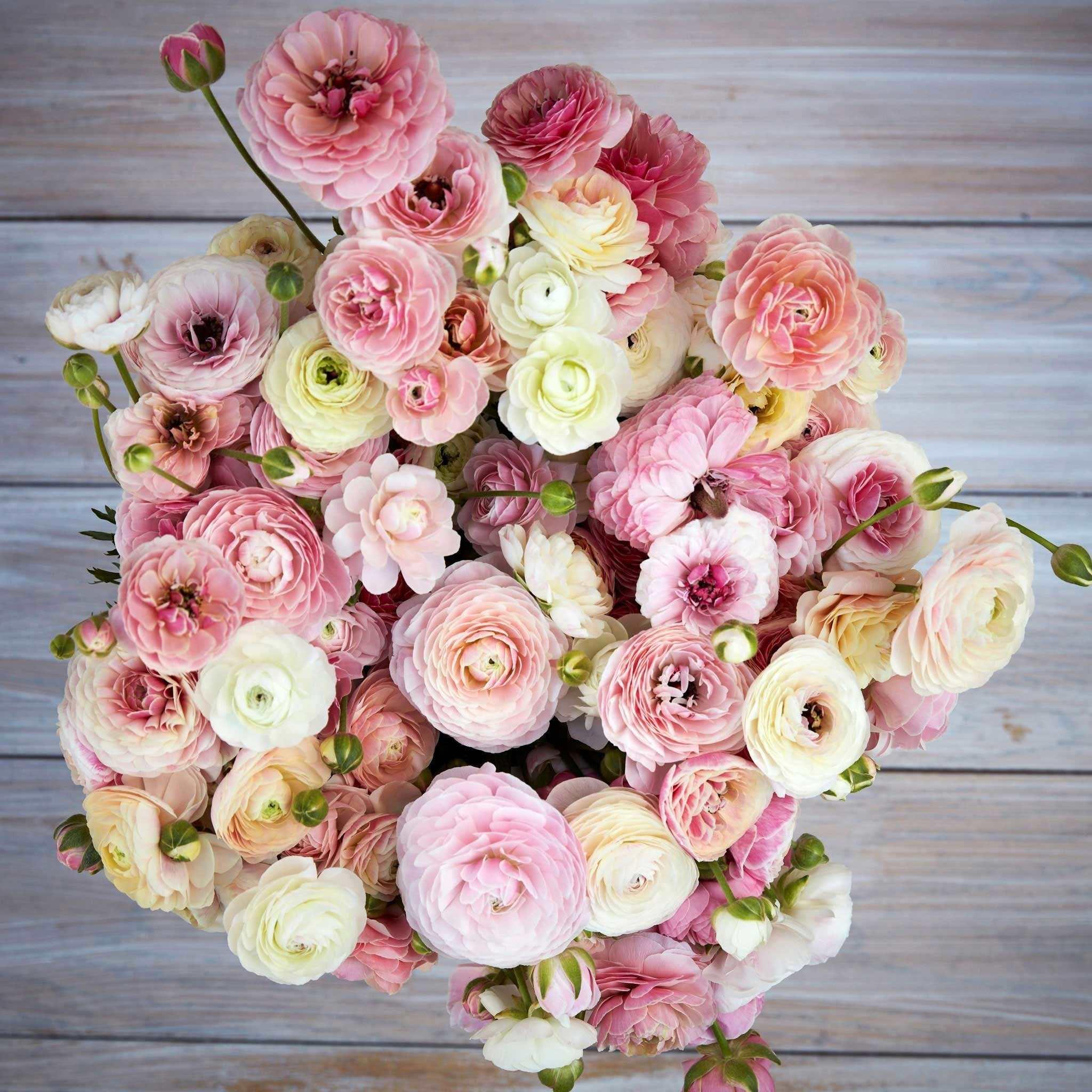 Ranunculus Amandine "Porceline" - Image 8