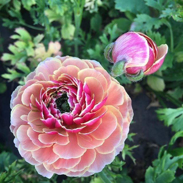 Ranunculus Amandine "Porceline" - Image 9