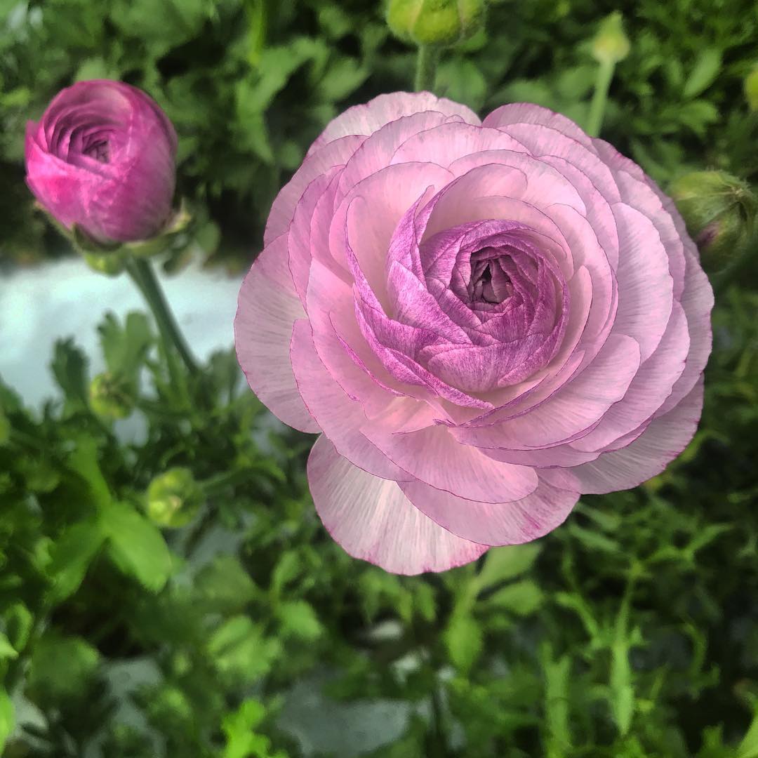 Ranunculus Amandine "Purple Jean" - Image 3