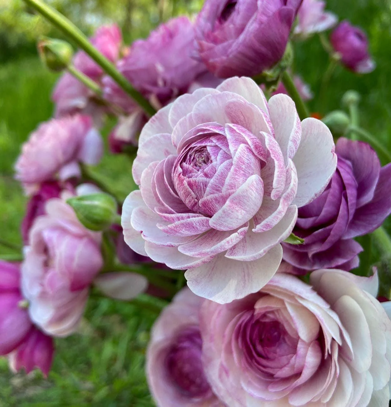 Ranunculus Amandine "Purple Jean" - Image 4