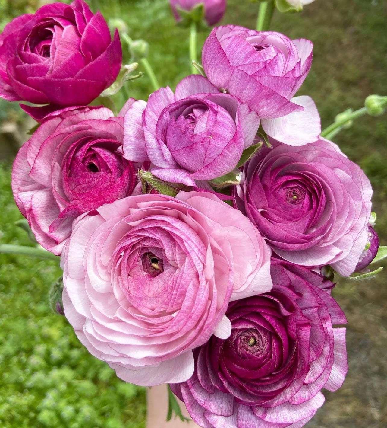 Ranunculus Amandine "Purple Jean" - Image 5