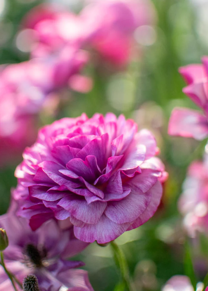Ranunculus Amandine "Purple Jean" - Image 7