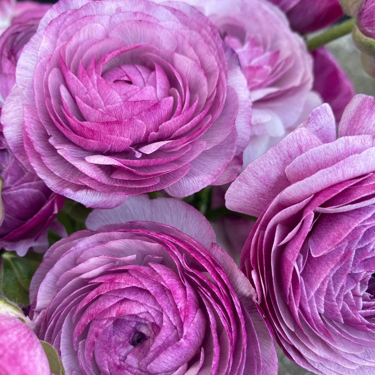 Ranunculus Amandine "Purple Jean" - Image 8