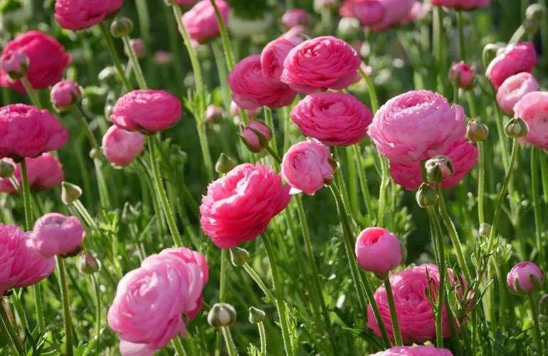 Ranunculus Amandine "Rose" - Image 3