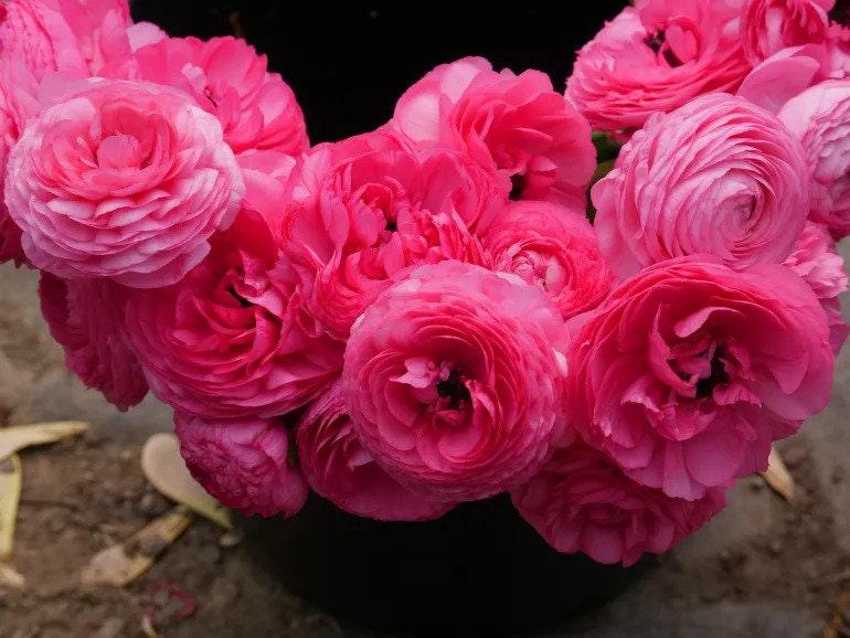 Ranunculus Amandine "Rose" - Image 5
