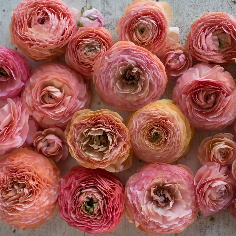 Ranunculus Amandine "Salmon"